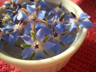 ボリジの花 まさかり半島日記