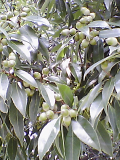 c0081883_2030711.jpg