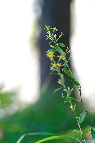 ツシマママコナ　　Melampyrum roseum Maxim. var. roseum. _c0038290_18403667.jpg