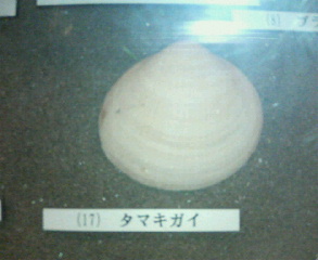 f0077793_1311329.jpg