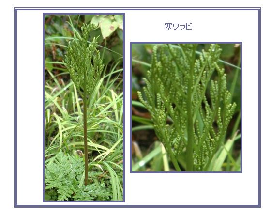 介護用ベット_c0051105_20564234.jpg