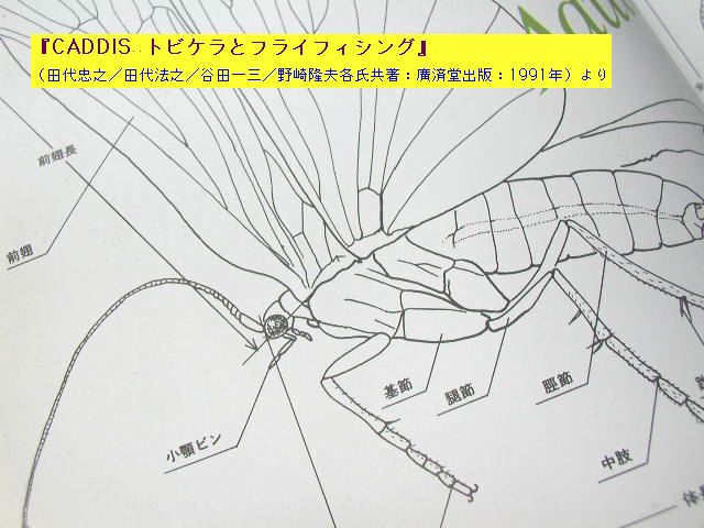 151．シソとトビケラ（＆ある“発見”）_a0054043_12362822.jpg