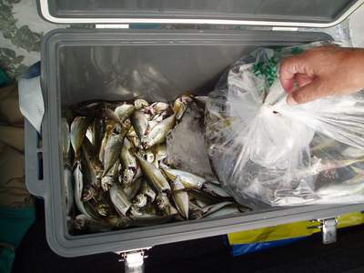 29日の釣果 アジ_a0077071_751254.jpg