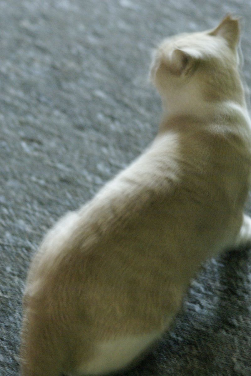 白茶のねこ　１　－超甘えん坊ー_d0079278_113577.jpg