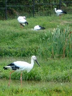 コウノトリの郷公園で_d0076283_8481317.jpg