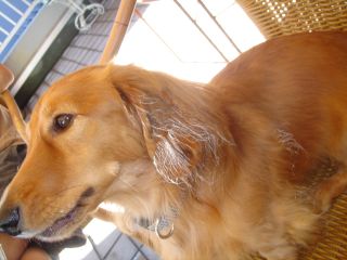 2006年9月30日 パサニア暮らし_b0098584_19143441.jpg