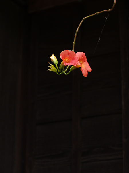 凌霄花 あつにつき 凌霄花 あつにつき