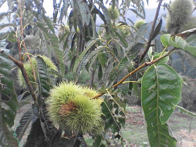 d0071507_21412894.jpg