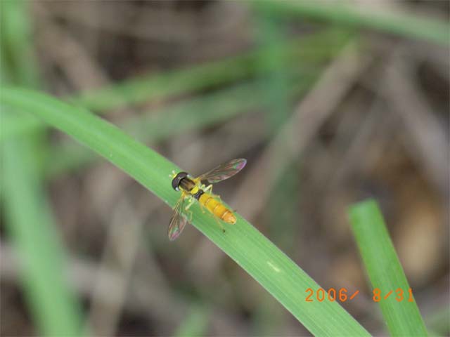 蜂のようなハエのような感じですが 昆虫ブログ むし探検広場