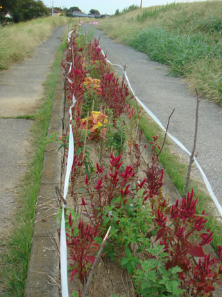 c0000718_12462691.jpg