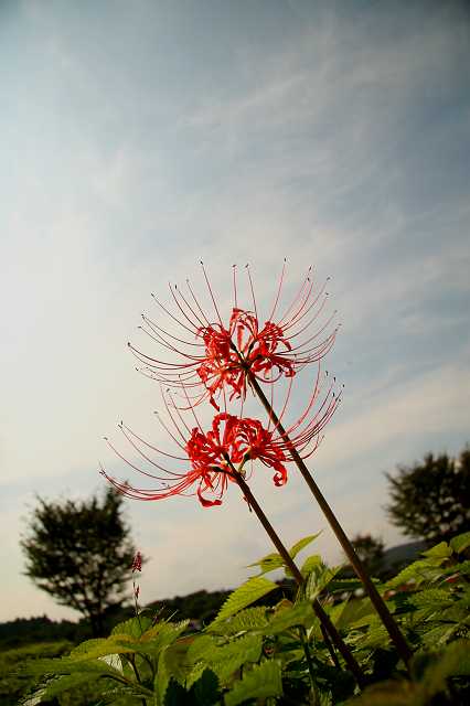 高麗の里　巾着田 1_a0040021_9413137.jpg