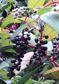 f0007926_113109.jpg