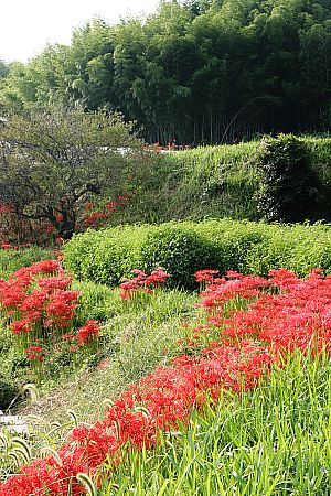 彼岸花の咲く里_e0065970_2019342.jpg