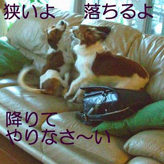 c0065512_236010.jpg