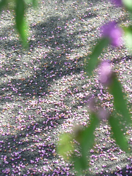 e0083238_2156040.jpg