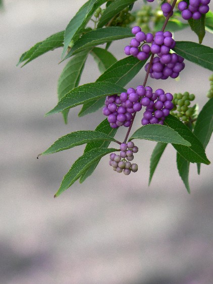 e0083238_21561473.jpg