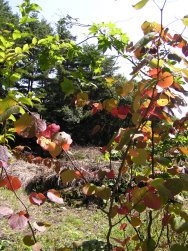 マルバノキの紅葉_f0019247_2056599.jpg