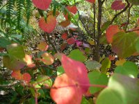マルバノキの紅葉_f0019247_20571571.jpg