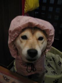 サイがお嫁さん?_c0049950_9393424.jpg