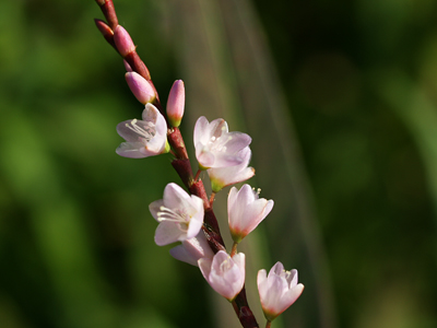 サクラタデ（桜蓼）_a0067758_1348997.jpg