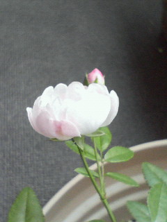 c0086460_1939421.jpg