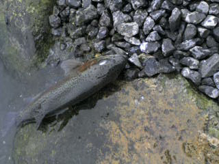c0080180_81892.jpg