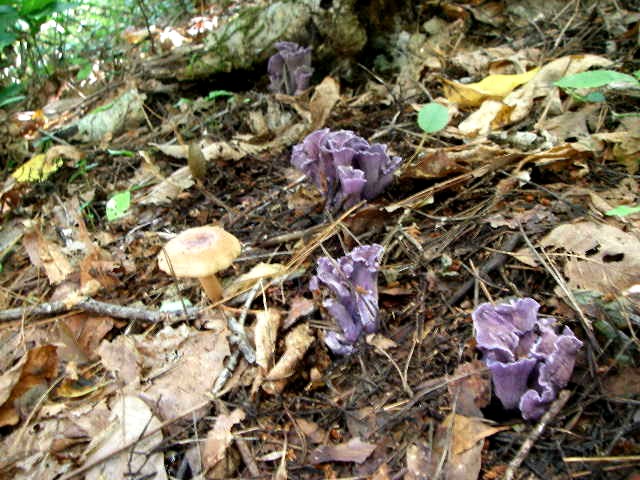 a0066081_57475.jpg