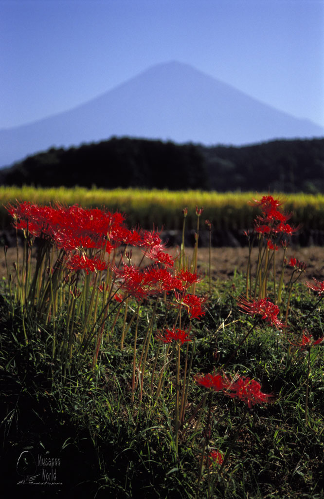 いよいよ富士山と彼岸花のからみを_b0064396_1436960.jpg