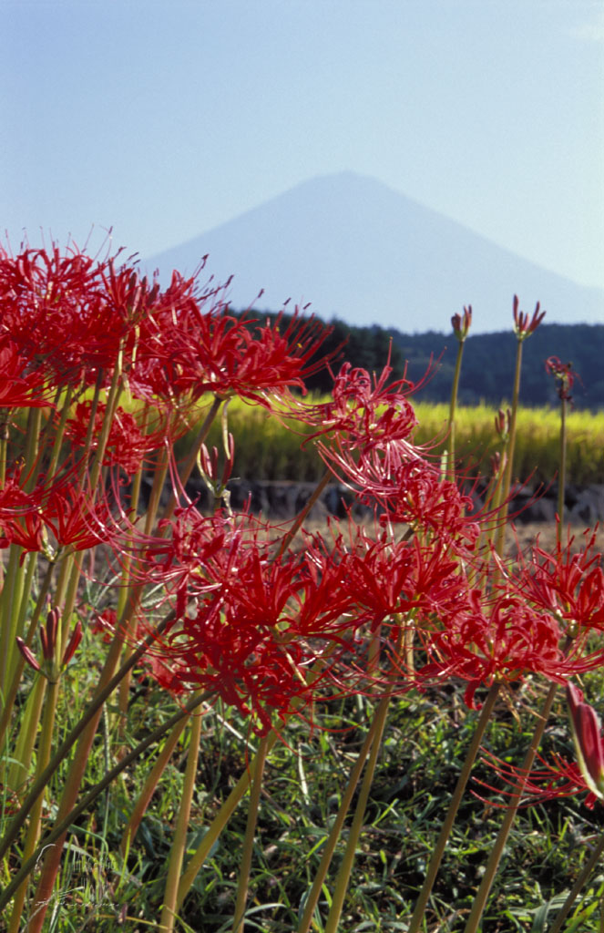 いよいよ富士山と彼岸花のからみを_b0064396_14513969.jpg