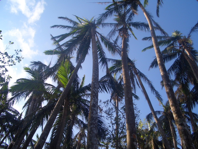 d0050007_11292857.jpg