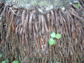 d0050007_1129948.jpg