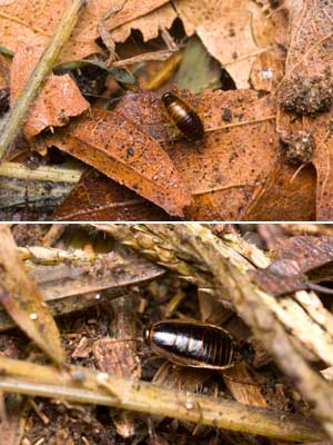 モリチャバネゴキブリ 生きもの写真家安田守の自然観察な日々 05年1月 07年9月 モリチャバネゴキブリ 生きもの写真家安田守の自然観察な日々 05年1月 07年9月