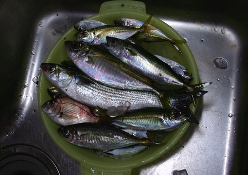 f0011412_2026987.jpg