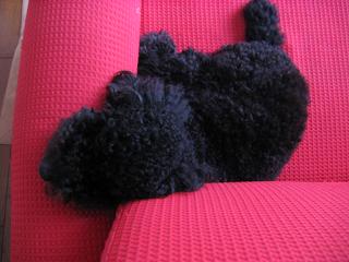 f0081431_1784164.jpg