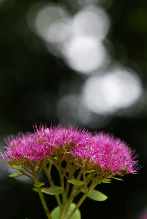a0003746_1718611.jpg