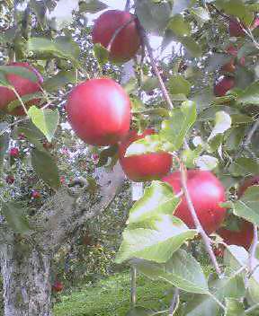 f0001480_385966.jpg