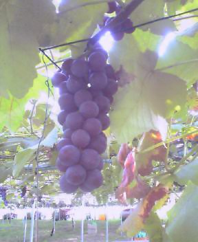 f0001480_391968.jpg