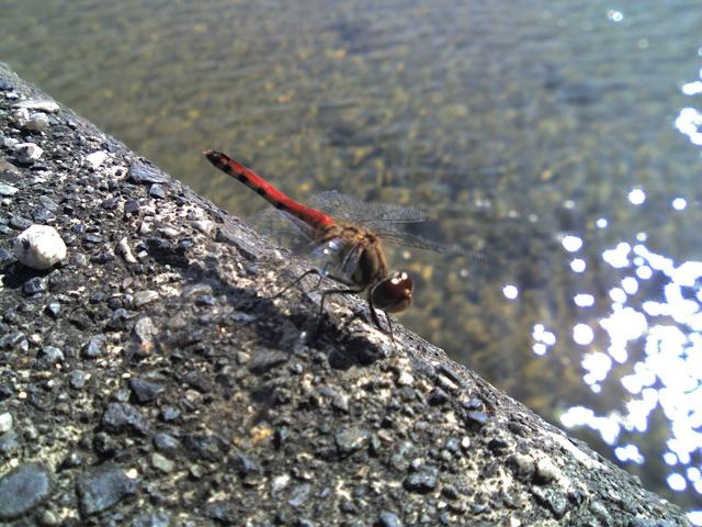 d0071507_058389.jpg