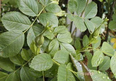 Fimbriata (Hybrid Rugosa)_d0080132_1845221.jpg