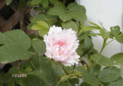 Fimbriata (Hybrid Rugosa)_d0080132_185237.jpg