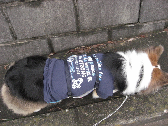 寸足らず_b0097747_853346.jpg