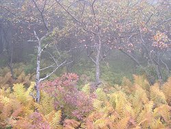 霧の入笠湿原・植物観察会２００６秋_f0019247_2230514.jpg