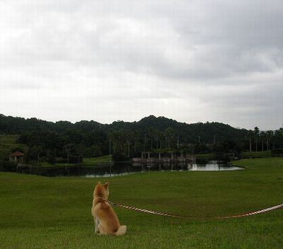 2006年10月4日(水)・・・あぁ月下美人が・・・_f0060461_10135591.jpg