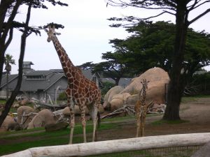 No.122　キリンが優しく見える理由＠サンフランシスコ動物園（San Francisco Zoo）_f0097972_9491892.jpg