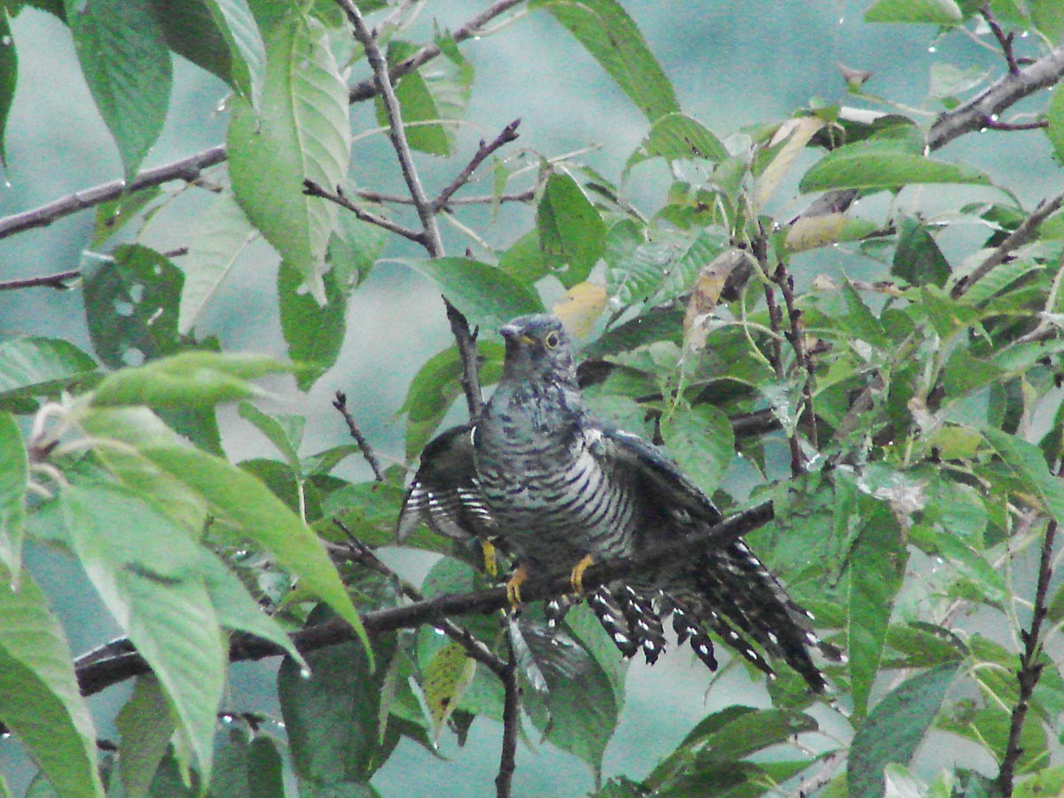 ★週末の鳥類園(2006.9.30~10.1)_e0046474_11314421.jpg
