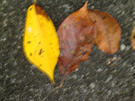 c0011204_22291945.jpg