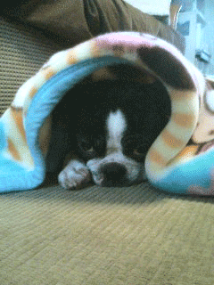 e0080117_1123921.gif