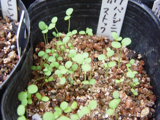 バージニアストック 自家採取 花の種蒔き記録