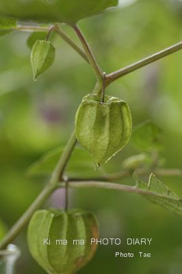 f0005733_20533520.jpg