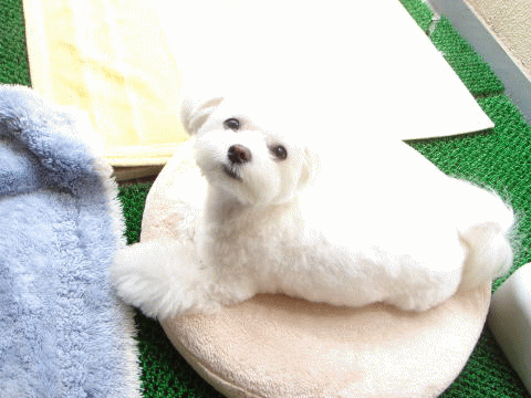 f0087044_17314370.gif
